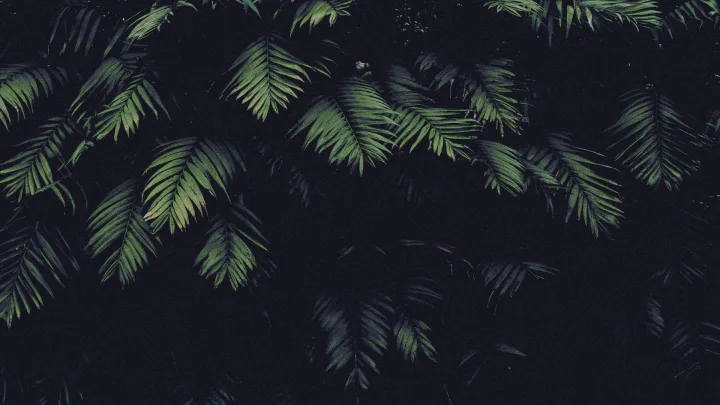 暗色棕榈叶背景.png